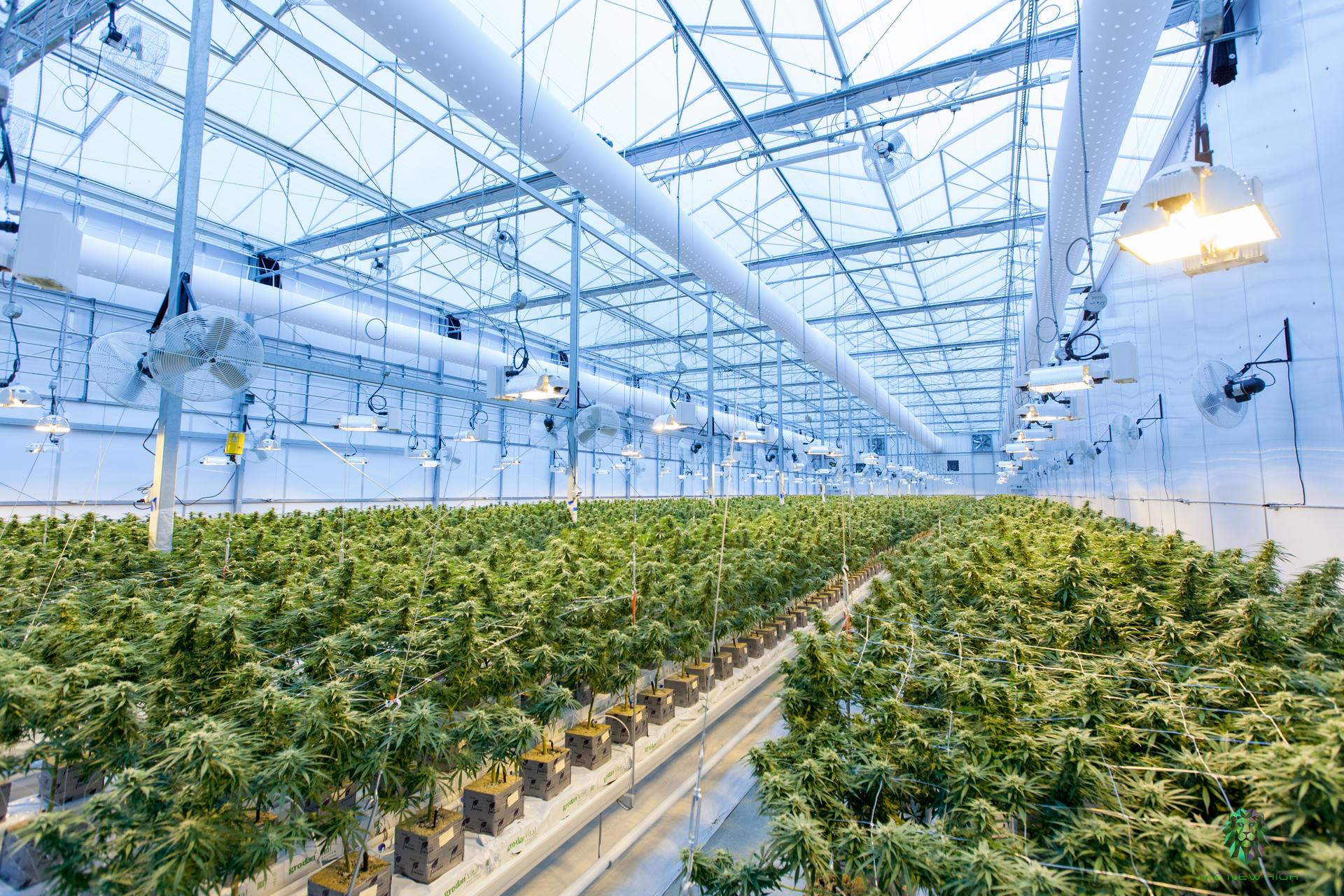 Cannabis greenhouse.